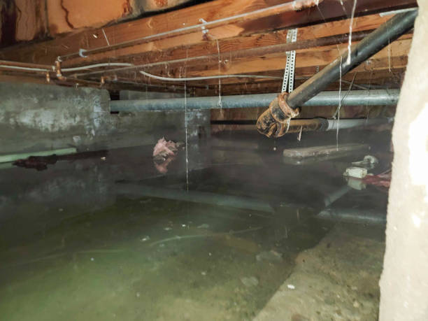 Best Local water damage restoration  in Bushland, TX